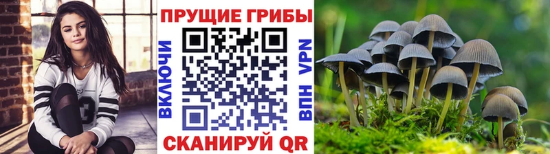 Галлюциногенные грибы Psilocybe  Купить  Богучар 